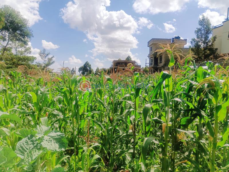 Residential Land For Sale Narobi Ndogo Estate Gikambura (nairobi Ndogo) Kikuyu Kiambu - 8