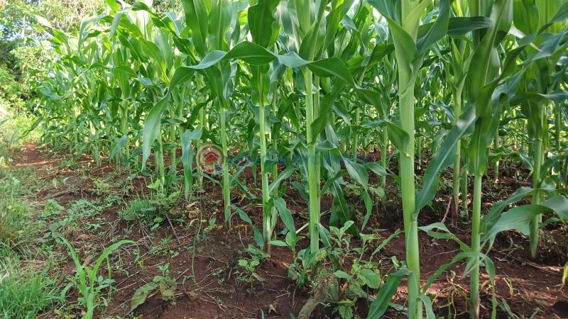 Commercial Land For Sale Makuyu Muranga - 1