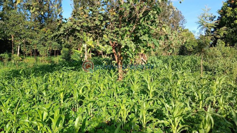 Commercial Land For Sale Makuyu Muranga - 6