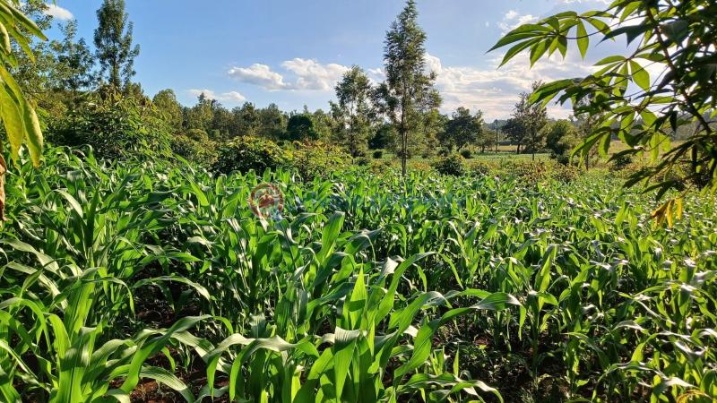 Commercial Land For Sale Makuyu Muranga - 5
