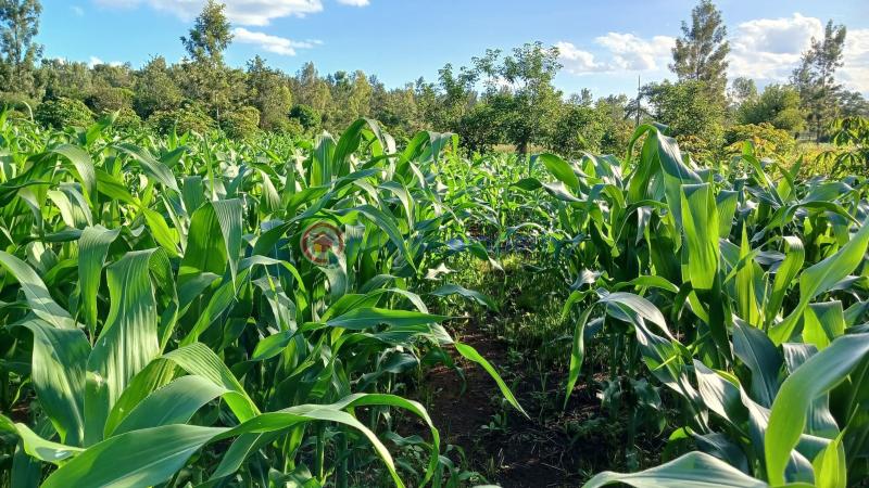 Commercial Land For Sale Makuyu Muranga - 3