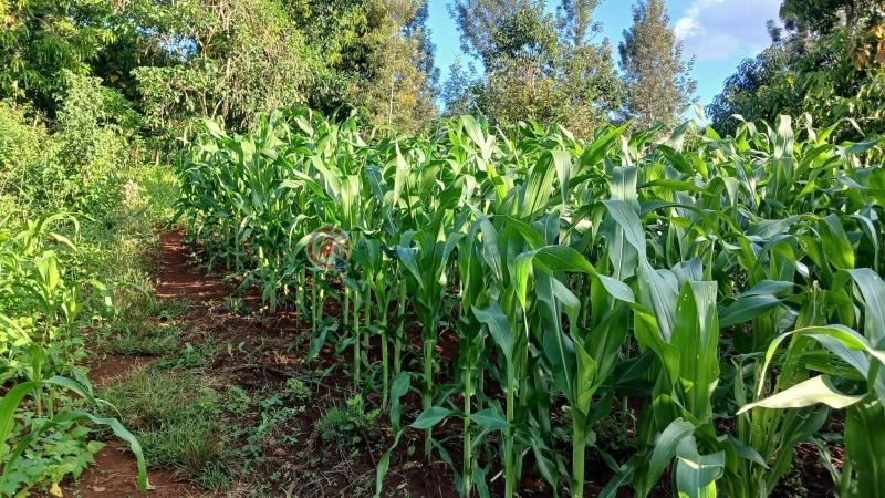 Commercial Land For Sale Makuyu Muranga - 4