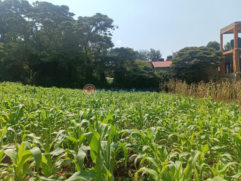 Residential Land For Sale Rio Plainsview Estate Gikambura Kikuyu Kiambu - 4