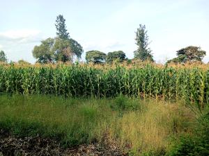 Commercial Land For Sale 𝐌𝐀𝐑𝐀𝐆𝐔𝐀 𝐑𝐈𝐃𝐆𝐄. Makuyu Muranga