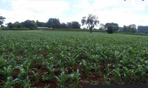 Land For Sale Nazareth Hospital Road Tigoni. Kiambu