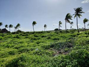 Land For Sale Watamu Ocean Front Watamu Kilifi