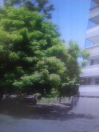 Land For Sale Mtwapa Kilifi