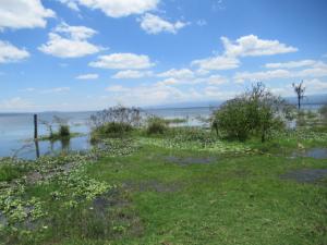 Land For Sale Lake Naivasha moi South Lake Road Naivasha East Nakuru