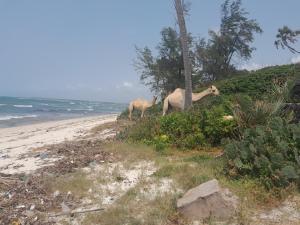 Land For Sale Nyali Mombasa 