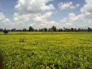 Land For Sale Off Kiambu Rd Cianda Kiambu