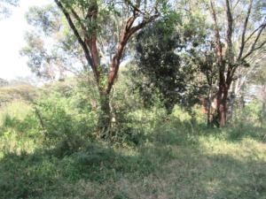 Land For Sale Karen Hardy Karen Nairobi