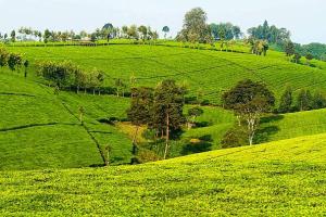 Land For Sale Gatundu South Githunguri Kiambu