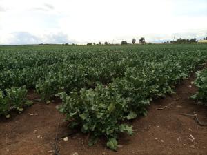 Commercial Land For Sale Muramati, Nanyuki Laikipia