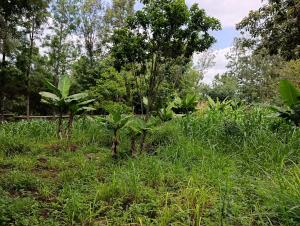 Land For Sale Kerarapon. Ngong Kajiado