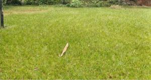 Land For Sale Tigoni Limuru Road Tigoni. Kiambu