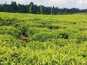 Land For Sale Cianda, Kiambu Githiga (Githunguri) Kiambu