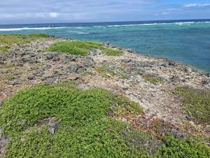 Land For Sale Matsangoni Beach Matsangoni Kilifi