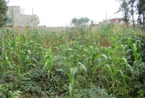 Land For Sale Thindigua, Kiambu Township C Kiambu