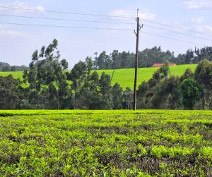 Land For Sale Tigoni Limuru East Kiambu
