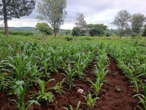 Land For Sale Kerarapon. Ngong Kajiado