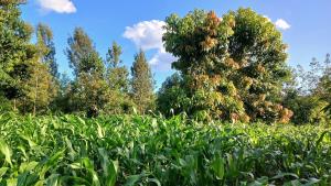 Commercial Land For Sale Makuyu Muranga